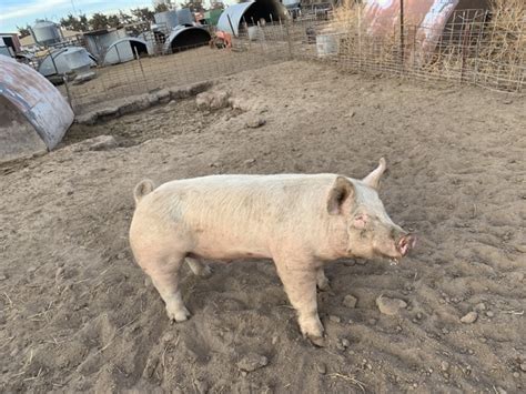 do NOT contact me with unsolicited services or offers; post id 7597745028. . Craigslist hogs for sale